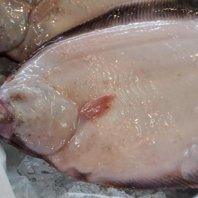 ※あった‼こんなうまい魚ギョッ・煮つけの王様ナメタカレイ