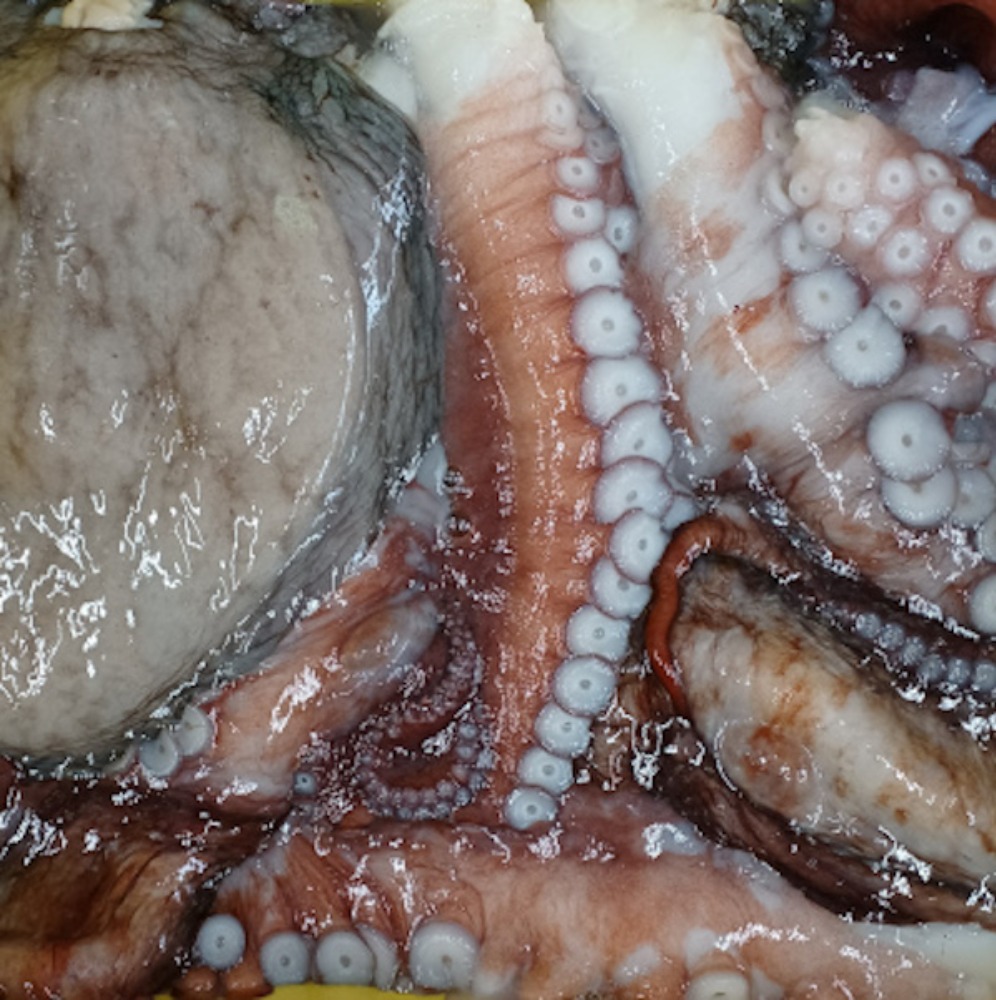 （特大）北海道の活水タコ・ひっぱりタコ1杯10kg位