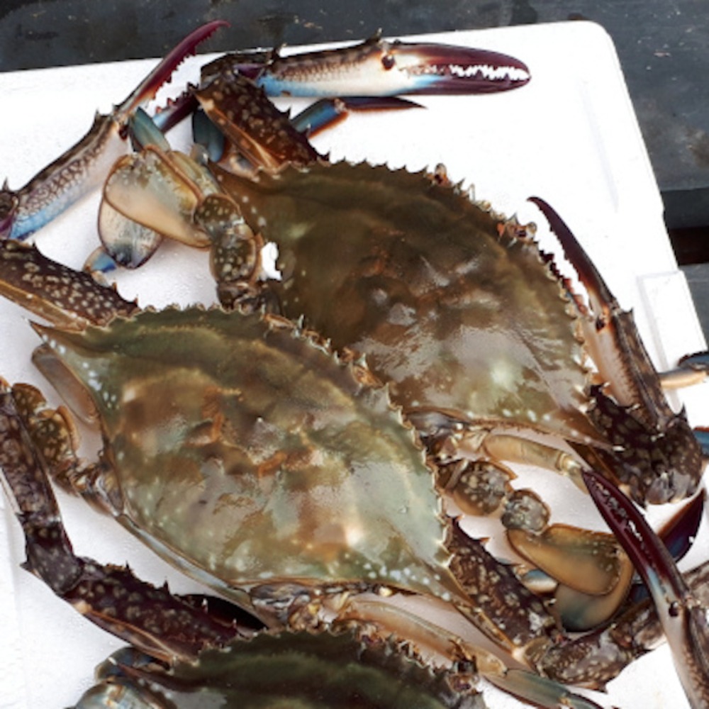 (大）メス内子400〜280ｇ位※函館朝獲り生ワタリガニ・