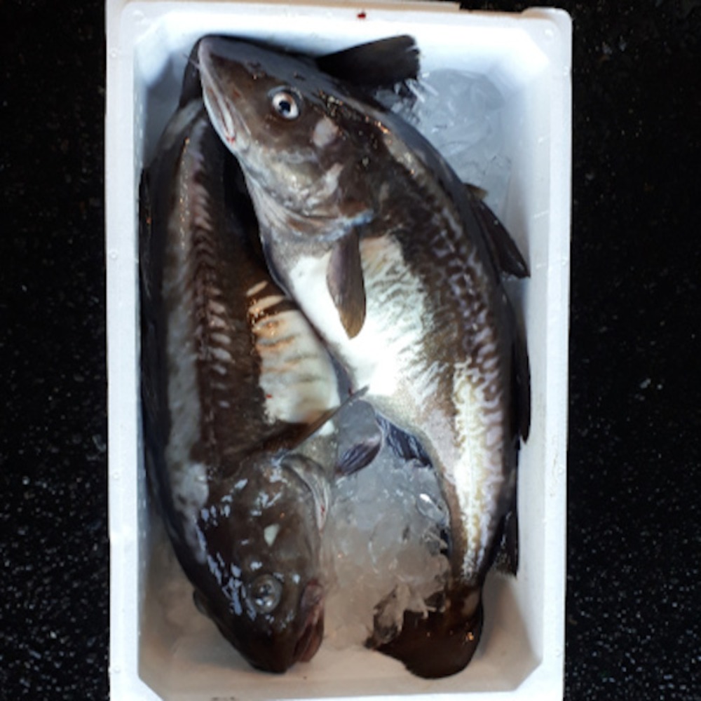 ※どうだ‼これが北海道函館の一本釣り真タラ1本5〜6kg