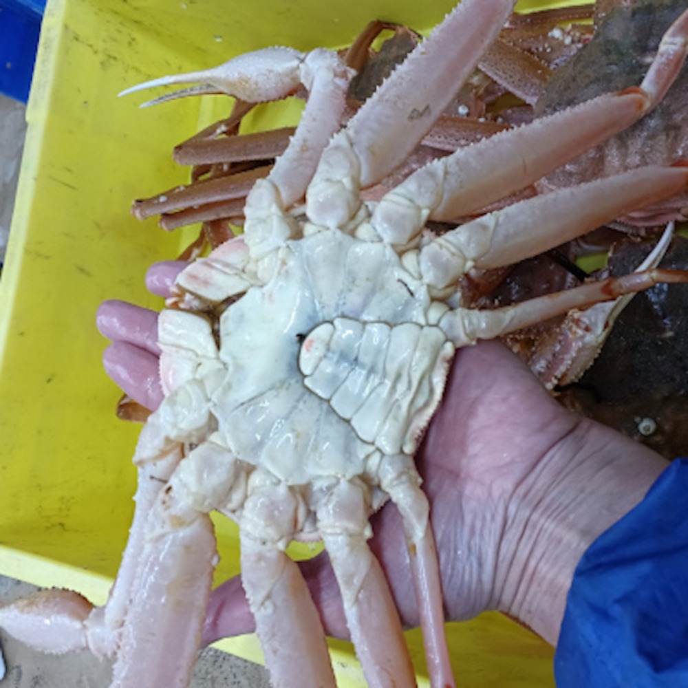 ・これは良いぞう※うまい活オオズワイガニ（大）約450ｇ