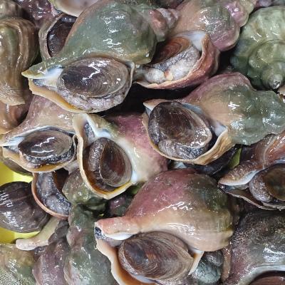 ”冬は俺の出番だ”朝獲り活・生青ツブ（ヒメエゾボラ）