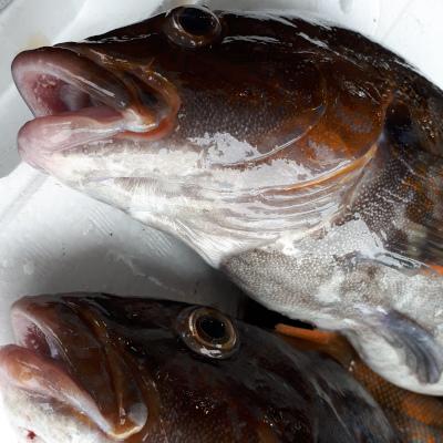 ここにあった・うまい魚が※今（中）アイナメがうまい‼