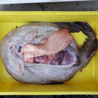 よっっ‼大関・肝の大きい北海道のアンコウ（7〜8kg）