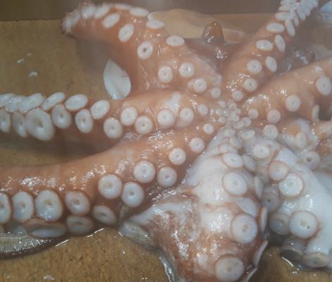 安くなった‼（大）活真タコ・２kg以上