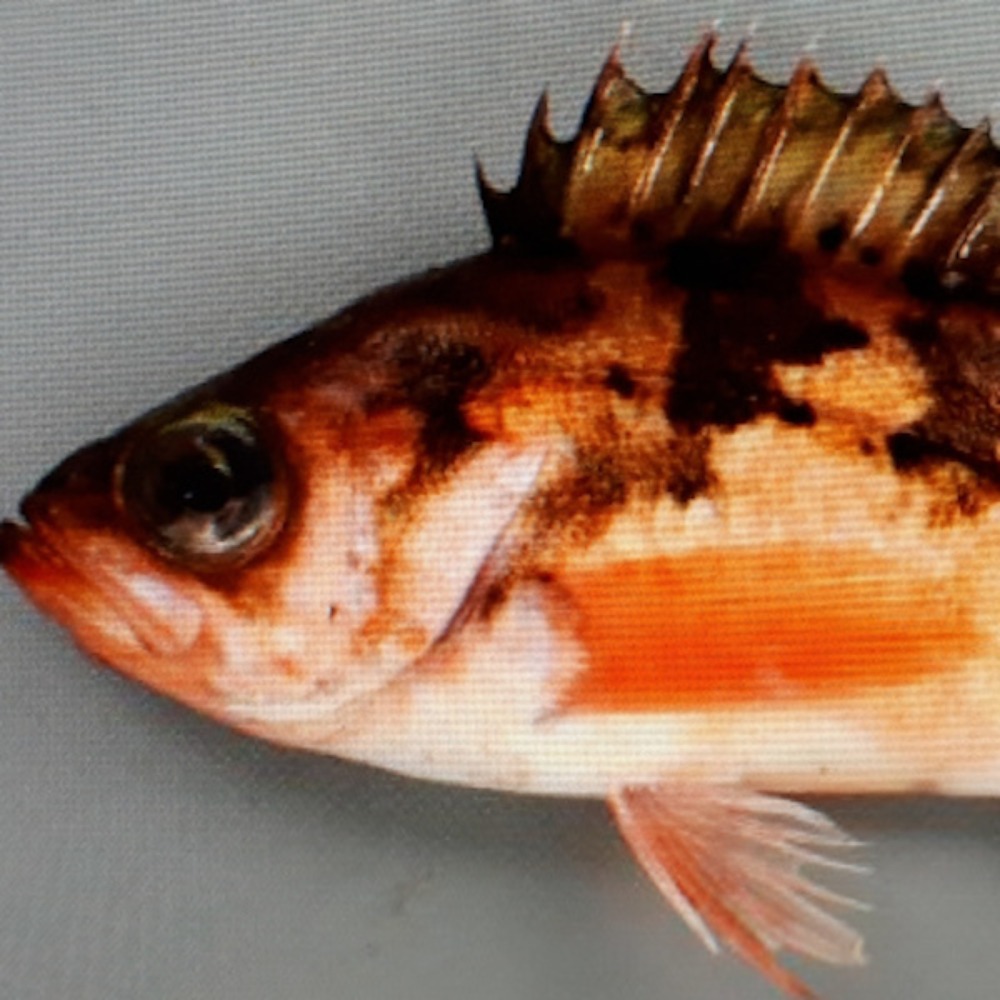 ※煮ても・焼いても・刺身でも！赤い色のウスメバル（赤メバル）