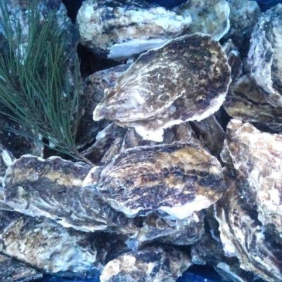 サイズ混合１０ｋｇ　冷凍便　送料込　宮城県産　殻付き牡蠣