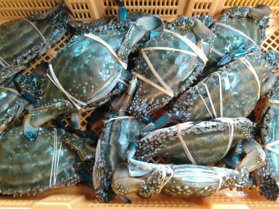 ワタリガニ 渡り蟹 メス大１ｋｇ活梱包発送 宮城県産 ガザミ 仕入れなら業務用食材卸売市場mマート