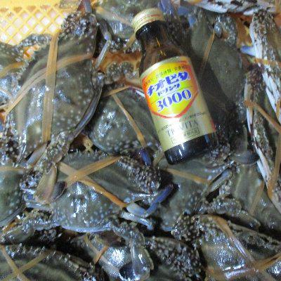 ワタリガニ渡り蟹 メス小１ｋｇ 活梱包発送 宮城県産ガザミ 仕入れなら業務用食材卸売市場mマート