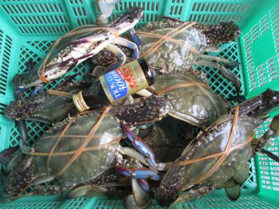 ワタリガニ渡り蟹 オス特大３ｋｇ 活梱包発送 宮城県産ガザミ 仕入れなら業務用食材卸売市場mマート