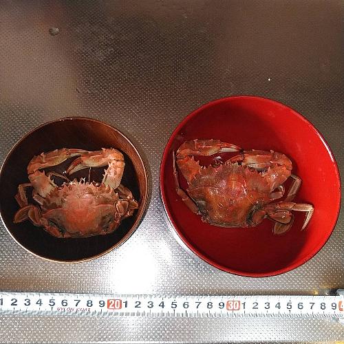 イシガニ石蟹小サイズ　活状態梱包★生出荷４ｋｇ〜カニ汁用