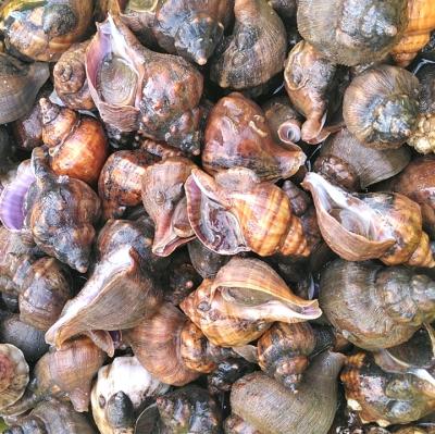 青つぶ貝 ヒメエゾボラ 青ツブ貝3kg〜お刺身○漁師直送