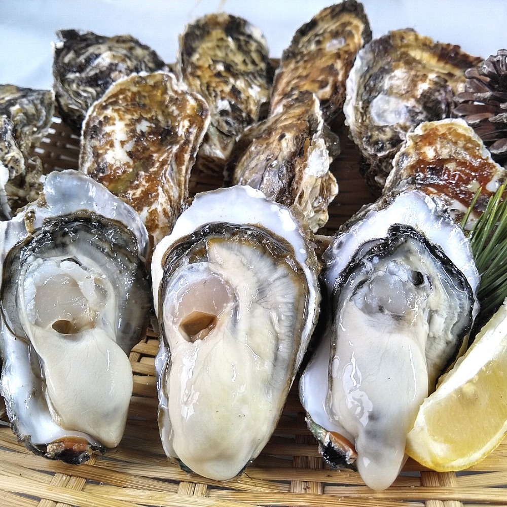 �y�����ʁz���H�p�@�����������P�Okg��110���{�錧�Y���k�t�����y�J�L