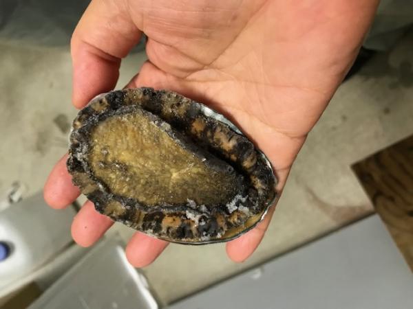 国産天然　アワビ　活〆冷凍70-90g　生食可(あわび)