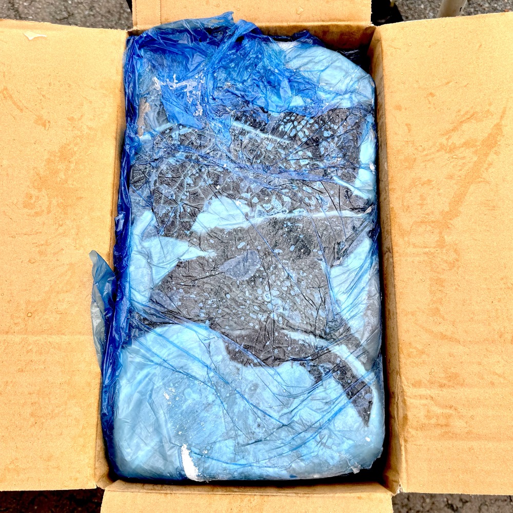 国産牛黒ハチノス（和牛・交雑・ホルス）10ｋｇ/ケース