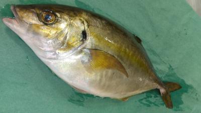 豊洲市場 活〆 養殖シマアジ 1 5kg前後 仕入れなら業務用食材卸売市場mマート