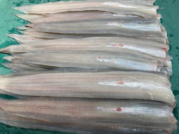 活〆穴子(アナゴ)　背開き加工可能　約200g