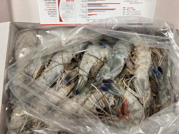 天使の海老　　20/30尾入　生食用