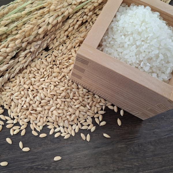 令和7年産　鹿児島県あきほなみ　単一米　30kg