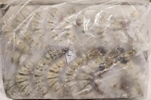 【豊洲直送】無頭ブラックタイガー8/12　原版　10.8kg