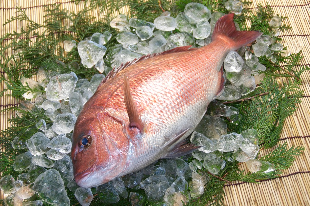 �y�����ʁz�y�L�F�����z�y�`���h�z�_�o�Y�{�B�^��(�O����)(2.0kgUP)