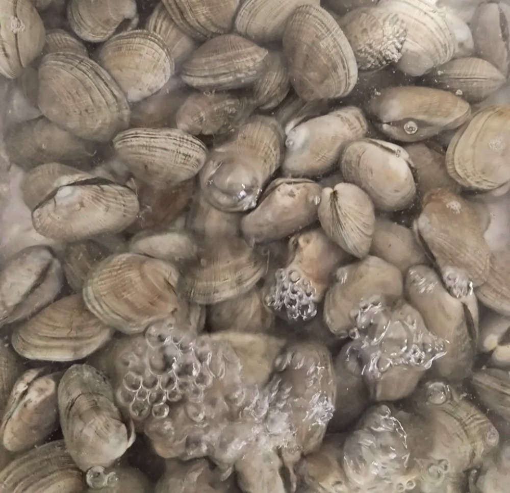 【豊洲直送】活北海あさり3特（約30〜40g25〜30個前後）