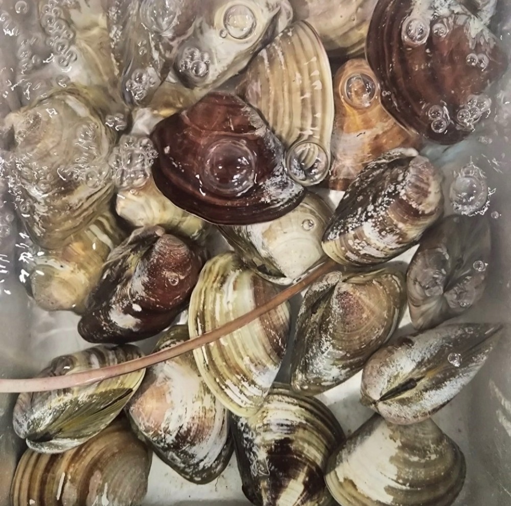 【豊洲直送】活　殻付き蛤（ハマグリ）　180/200g