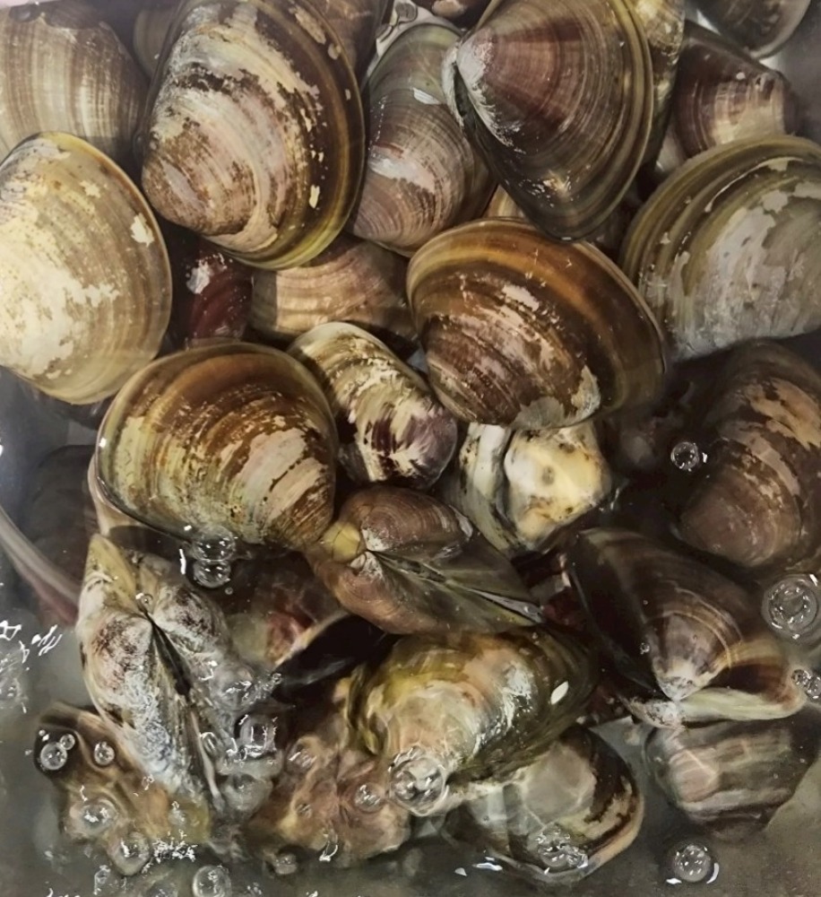 【豊洲直送】活　殻付き蛤（ハマグリ）　140/160g