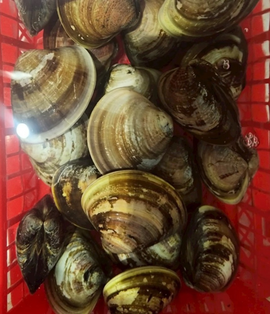 【豊洲直送】活　殻付き蛤（ハマグリ）　80g