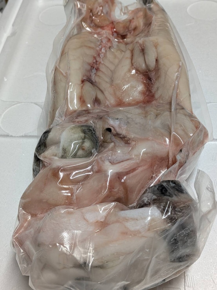 【豊洲直送】養殖とらふぐ　2本入1.5kg前後（身欠き・冷凍）