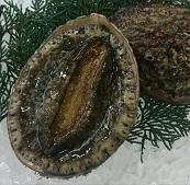 山口県産活天然黒あわび【1kgから出荷可】　