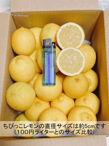 【使い切りに便利な小さめサイズ】瀬戸内ひろしまレモン