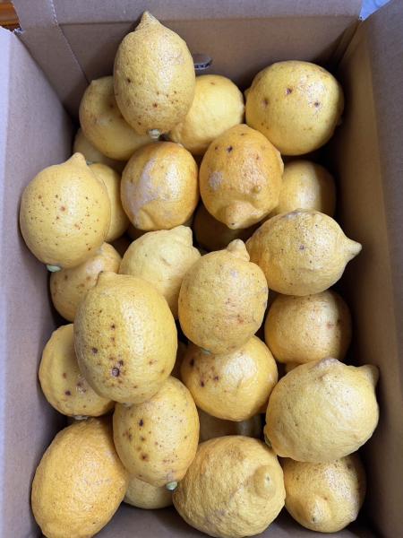 �y�����ʁz�y��A���i�z���˓��Ђ낵�܃������@���_��E�h���ܕs�g�p