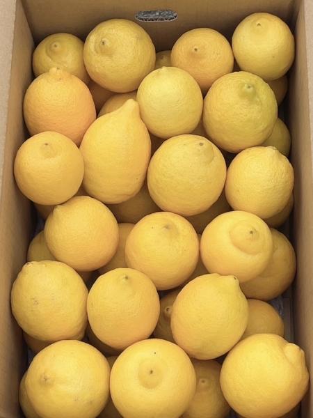 �y�����ʁz�y��܂Ŏg���鐣�˓��Ђ낵�܃������z���_��E�h���ܕs�g�p