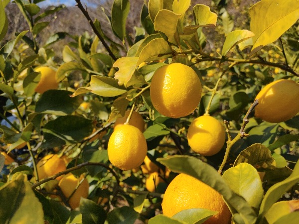 【皮まで使える瀬戸内ひろしまレモン】減農薬・防腐剤不使用☆
