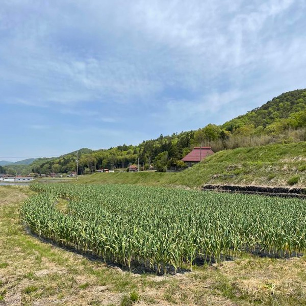 【美味アワード2025受賞！】黒にんにくペースト500g