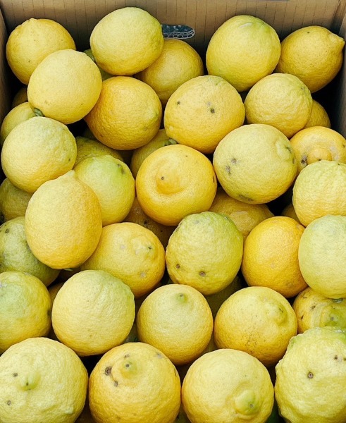 【訳アリ品】瀬戸内ひろしまレモン　減農薬・防腐剤不使用