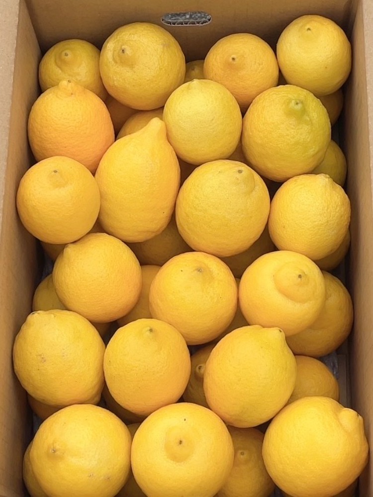 【皮まで使える瀬戸内ひろしまレモン】レモネード専門店御用達