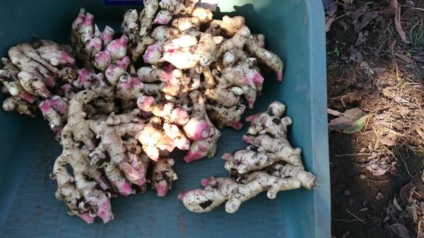 さいとう農園ショウガパウダー100g