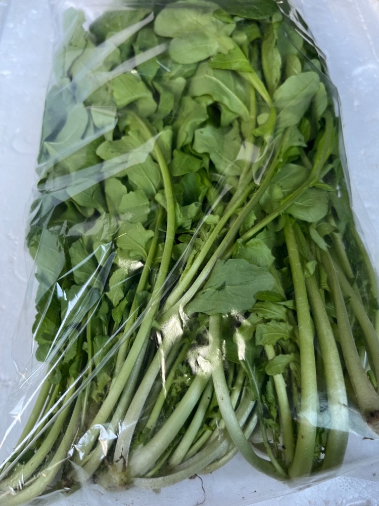 無農薬ルッコラ　　1ｋ
