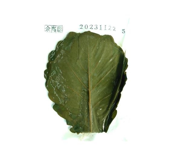 柏餅つぶあん（柏葉同梱）