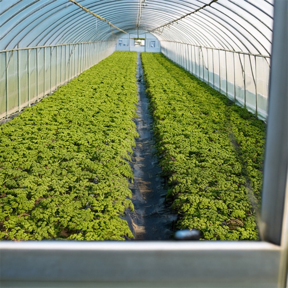 【宮崎県産】パセリ(グランドパセリ)　1束(200g)x1p