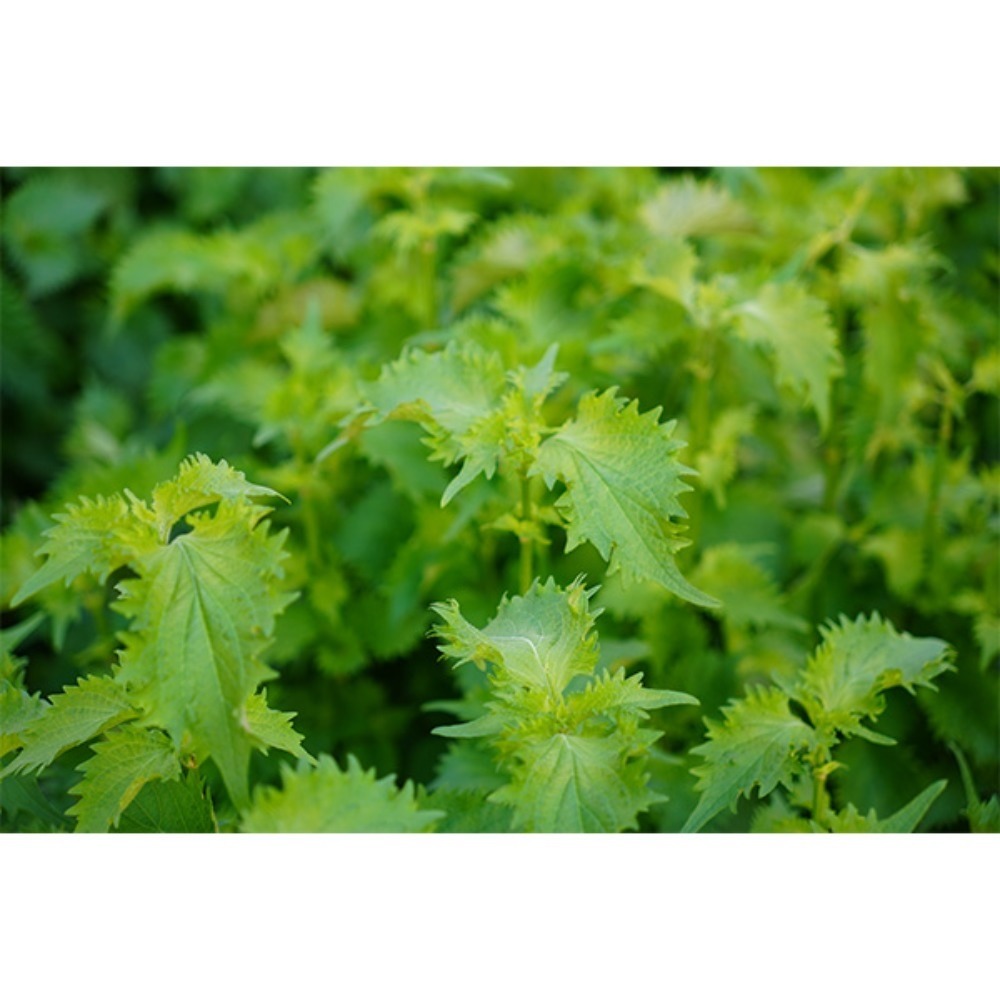 【宮崎県産】大葉(オオバ・青しそ・青じそ)　500枚(500g)