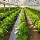 �X�܎ʐ^�E���S