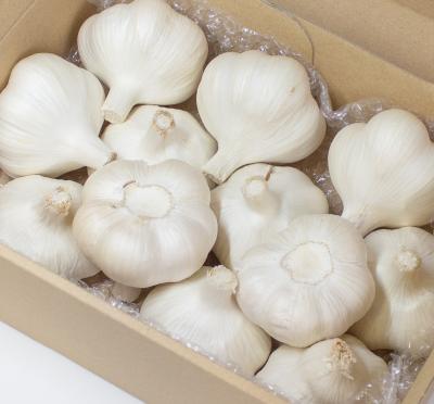 青森県にんにく5Kg 2L 青森県 生にんにく5Kg 2L早い者勝ち｜野菜、