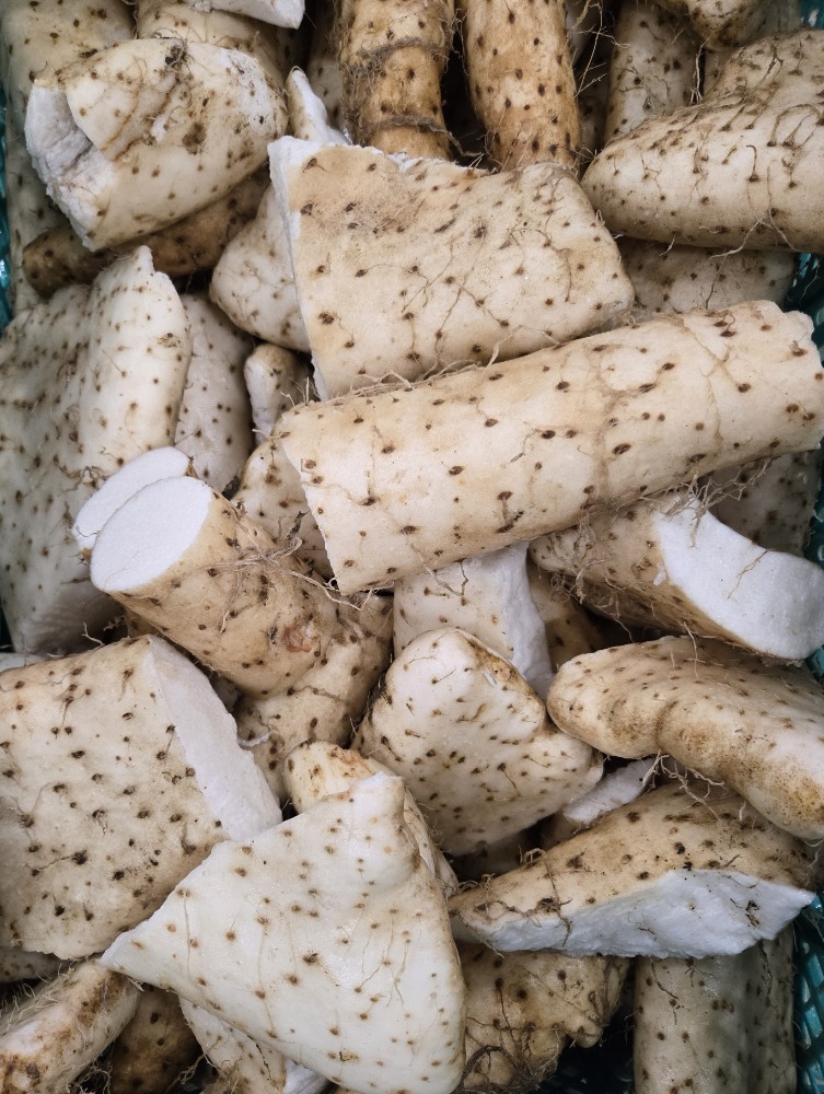 �y�X���Y�z�Ȃ������E�����@�[�ށE�ό`