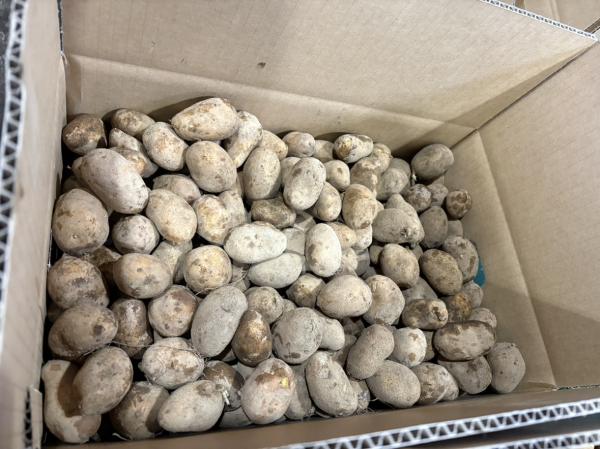 【北海道産】じゃがいも(インカのめざめ　30g以下）