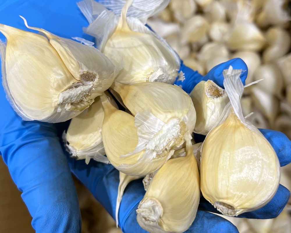 【青森県産】白にんにく・大蒜（白玉王）バラ1kg✕2