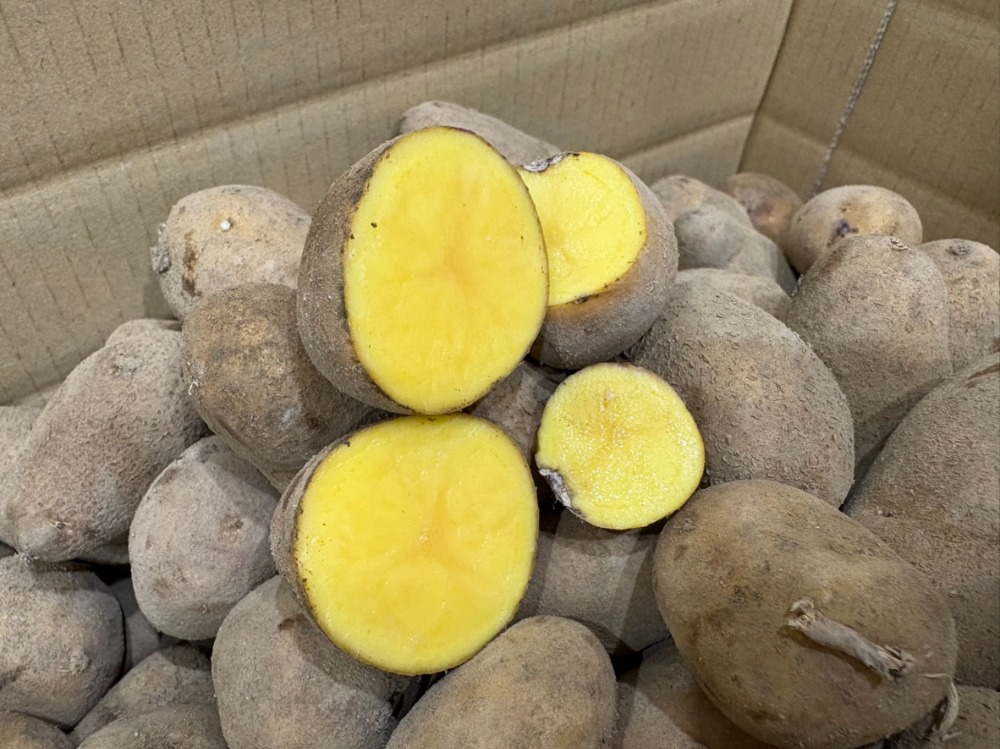 【北海道産】じゃがいも(インカのめざめ　30g〜60g）