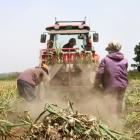 �X�܎ʐ^�E���S